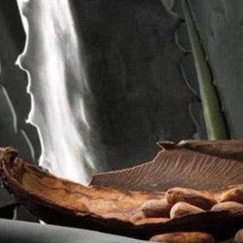Blue Agave & Cacao Fragrance Oil - The Fragrance Room