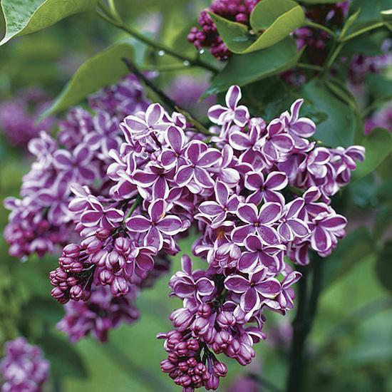 French Lilac Diffuser Oil Refill - The Fragrance Room