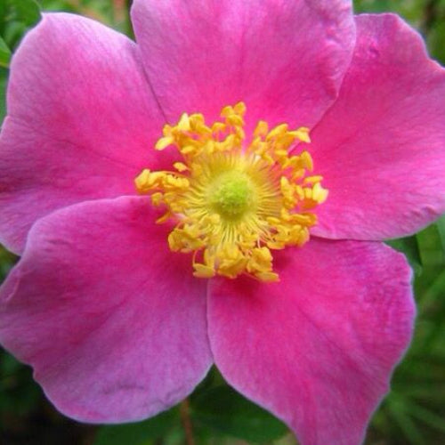 Provincial Roses Type Fragrance Oil