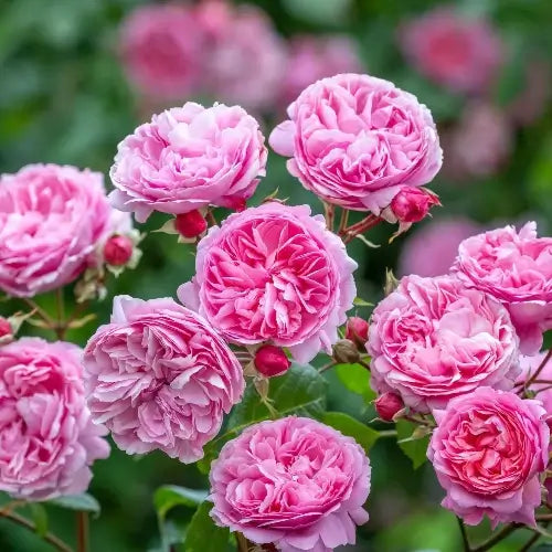 David Austin Rose Fragrance Oil - The Fragrance Room