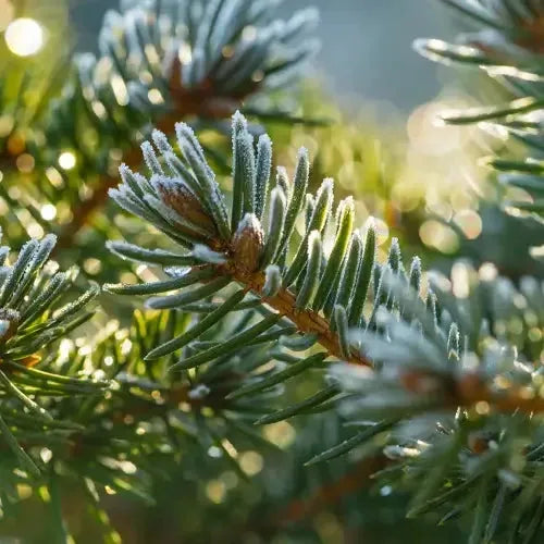 Balsam Pine Fragrance Oil - The Fragrance Room