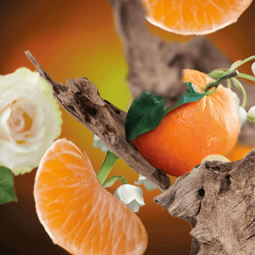 Sandalwood Vanilla Tangerine Fragrance Oil | The Fragrance Room Sandalwood Vanilla Tangerine Fragrance Oil | The Fragrance Room