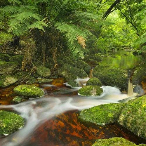 Daintree Rainforest Fragrance Oil - The Fragrance Room