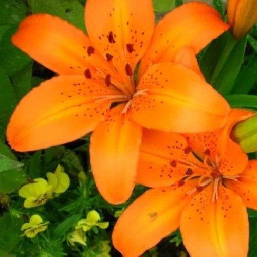 Floral Tigerlily Fragrance Oil - The Fragrance Room