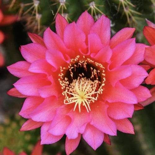 Cactus Blossom Fragrance Oil