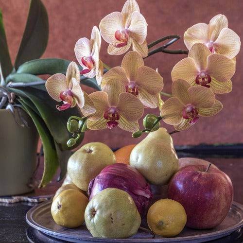 English Pear Orchid Fragrance Oil - The Fragrance Room