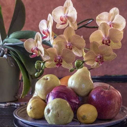 English Pear Orchid Fragrance Oil - The Fragrance Room