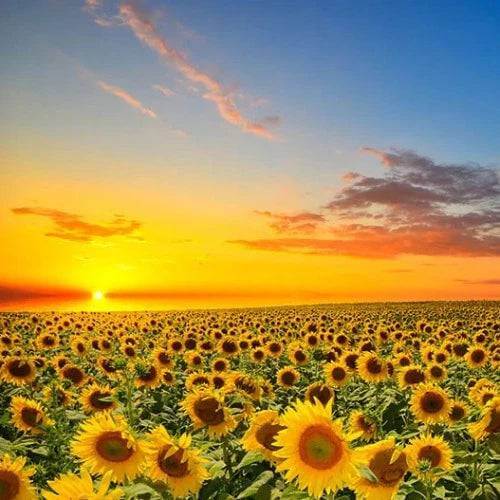 Warm Sunflower Fragrance Oil