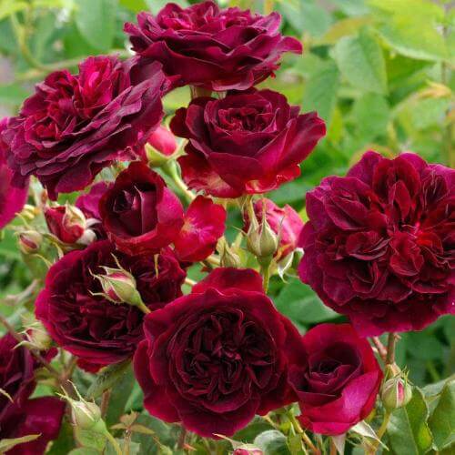 Wood Rose Fragrance Oil - The Fragrance Room