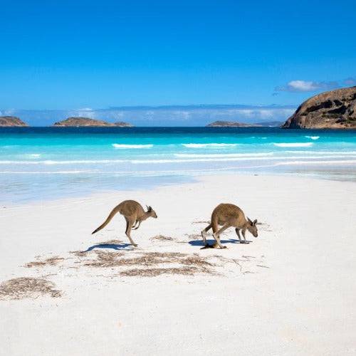 Australian Beach Fragrance Oil