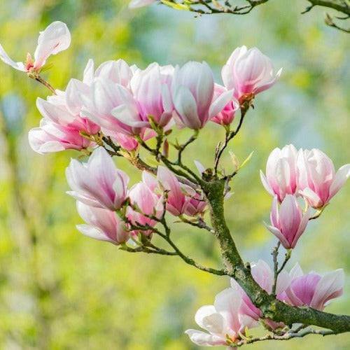 Mahogany Woods Magnolia Fragrance Oil - The Fragrance Room