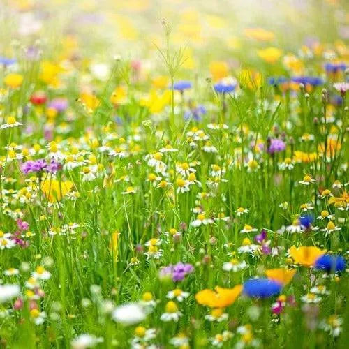 Summer Garden Fragrance Oil - The Fragrance Room