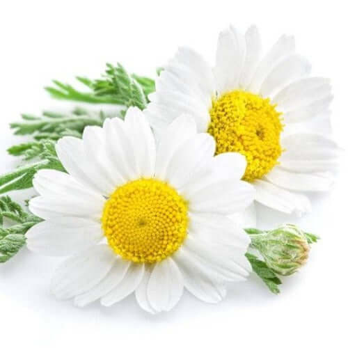 Chamomile Fragrance Oil - The Fragrance Room
