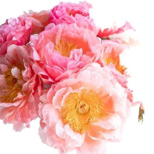 Peony Bouquet Fragrance Oil - The Fragrance Room