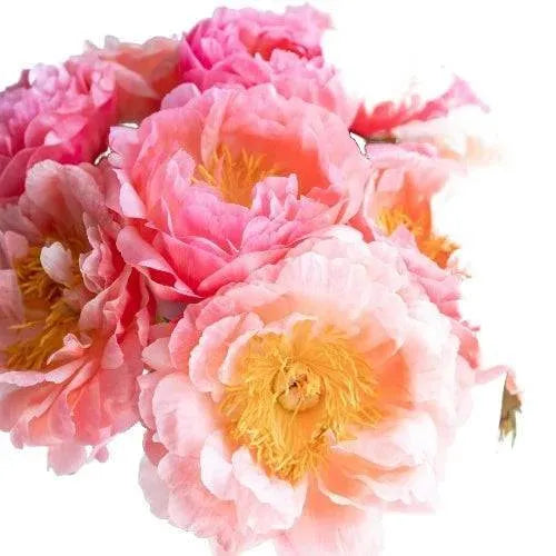 Peony Bouquet Fragrance Oil - The Fragrance Room