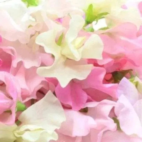 Sweet Pea Jasmine Diffuser Refill - The Fragrance Room