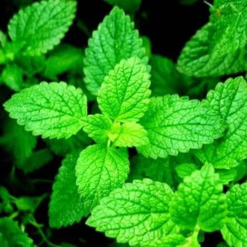 Spearmint Fragrance Oil - The Fragrance Room