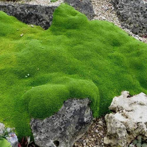 Mountain Moss Fragrance Oil - The Fragrance Room