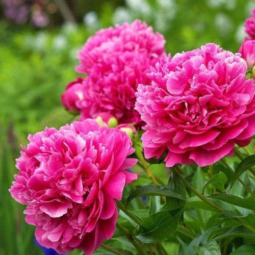 Peony Rose Reed Diffuser Refill - The Fragrance Room