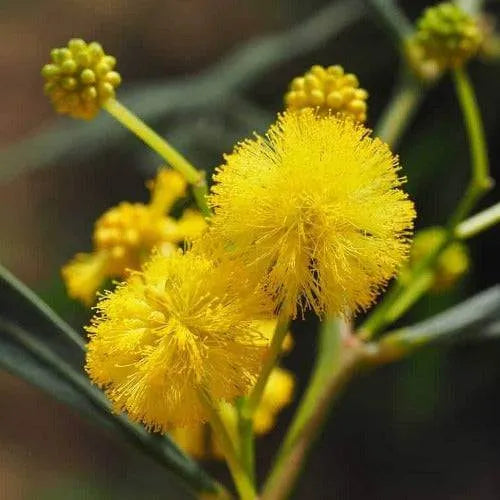 Bush Blossom Hay Fragrance Oil - The Fragrance Room