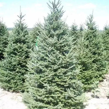Christmas Tree Fragrance Oil - The Fragrance Room