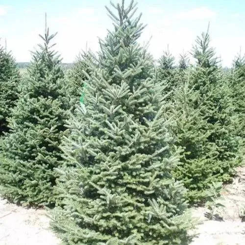 Christmas Tree Fragrance Oil - The Fragrance Room