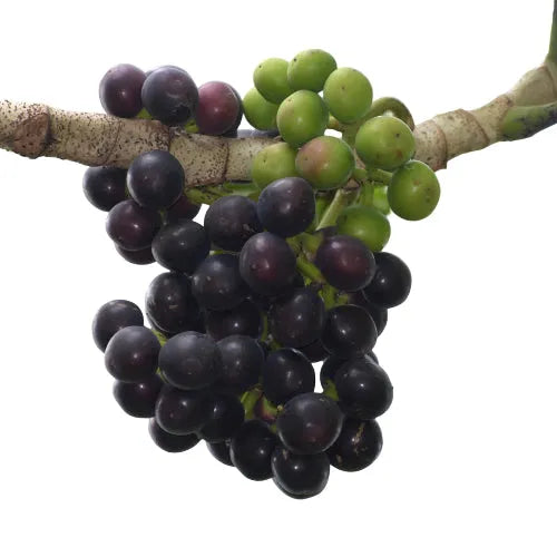 Amazonian Grape Fragrance Oil
