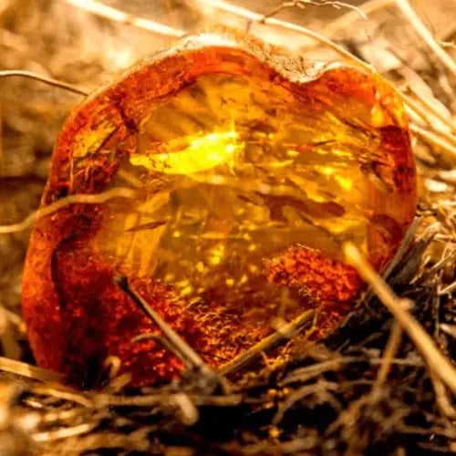 Baltic Amber Driftwood Fragrance Oil