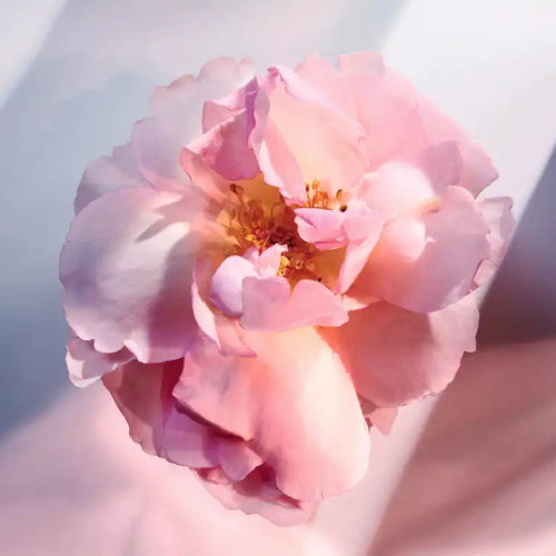 Enchanted Bouquet Fragrance Oil