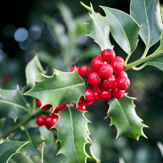 Holly Berry Spice Fragrance Oil