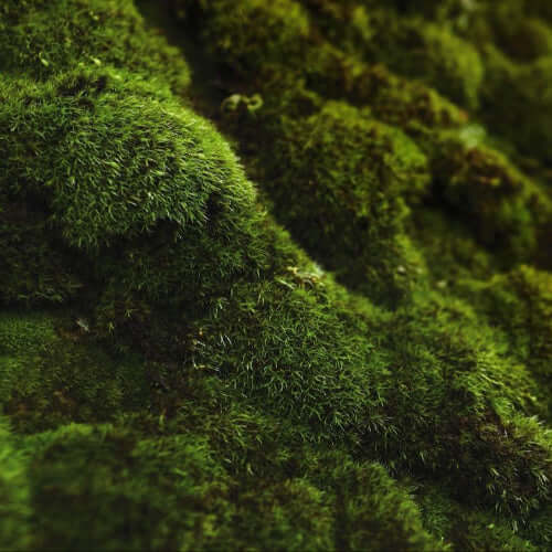 Moss Fragrance Oil