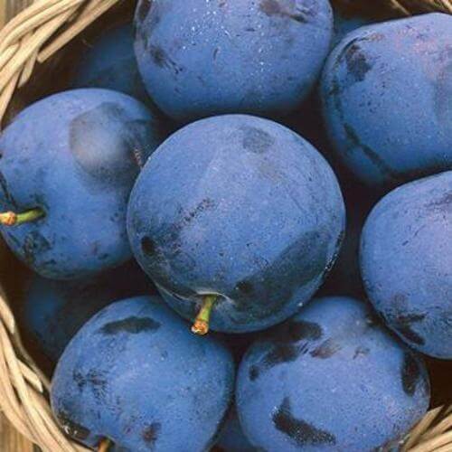 Blueberry Farm Fragrance Oil - The Fragrance Room