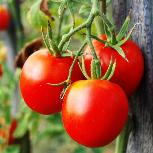 Green Leaf Tomato JM Type Fragrance Oil