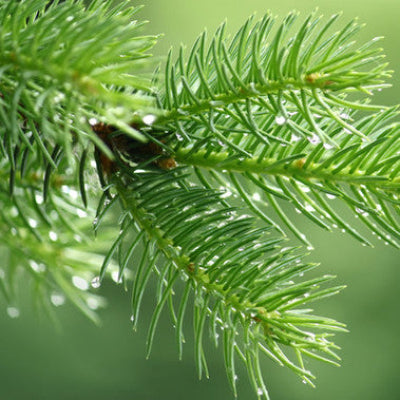 Balsam Forest Fragrance Oil