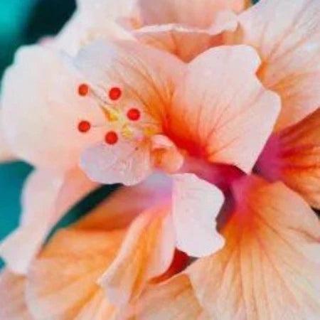 Aloha Hibiscus Fragrance Oil - The Fragrance Room