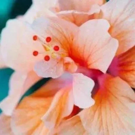 Aloha Hibiscus Fragrance Oil