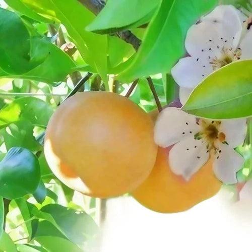 Asian Pear & Lily Fragrance Oil - The Fragrance Room