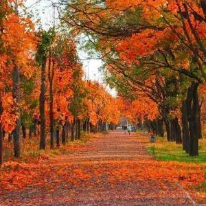 Autumn Harvest Diffuser Oil Refills - The Fragrance Room