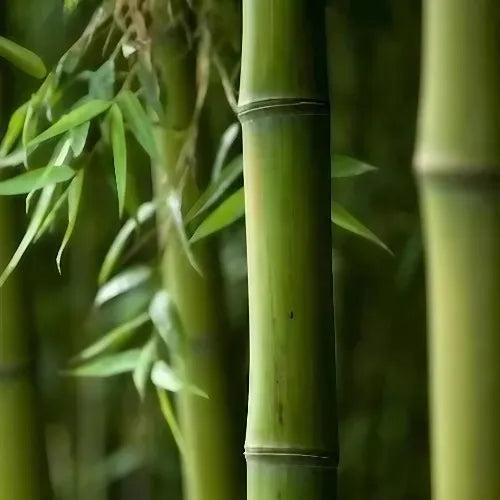 Bamboo Musk Fragrance Oil - The Fragrance Room