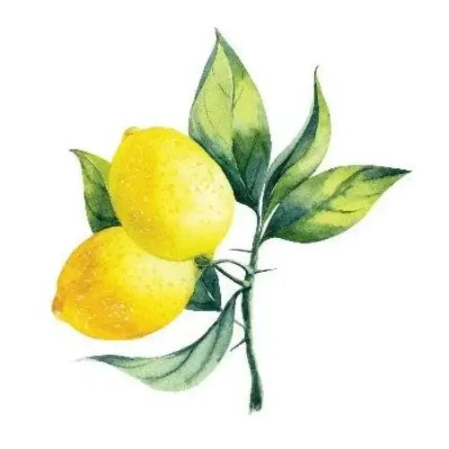 Bergamot & Cypress Fragrance Oil - The Fragrance Room