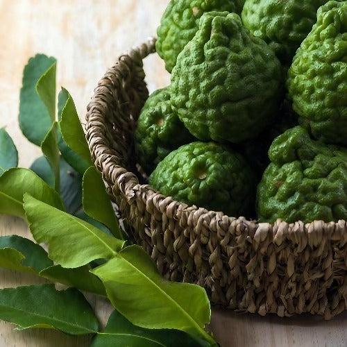 Bergamot & Tobacco Fragrance Oil - The Fragrance Room