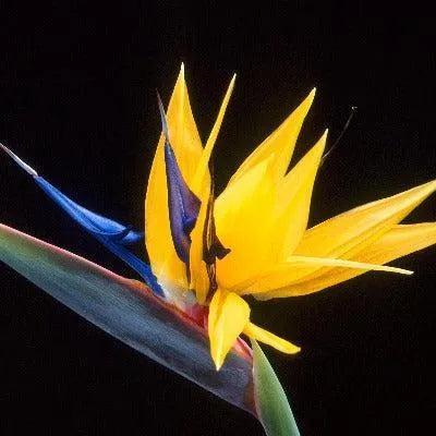 Birds of Paradise Fragrance Oil - The Fragrance Room