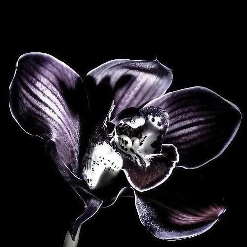 Black Orchid TF Type Fragrance Oil