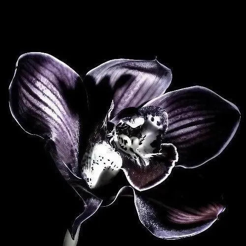 Black Orchid TF Type Fragrance Oil