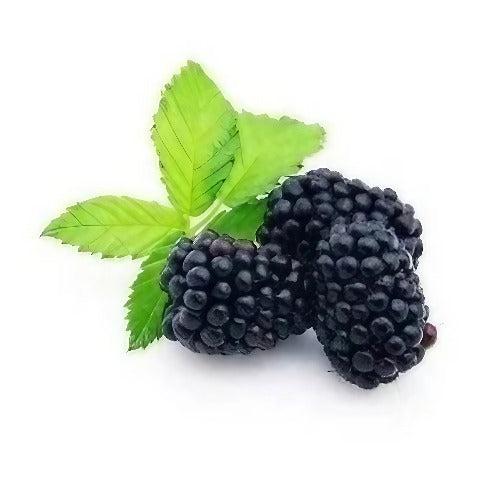 Black Raspberry Diffuser Oil Refill - The Fragrance Room