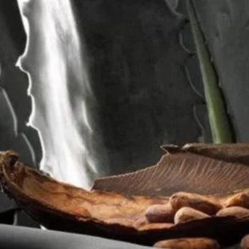 Blue Agave & Cacao Fragrance Oil - The Fragrance Room