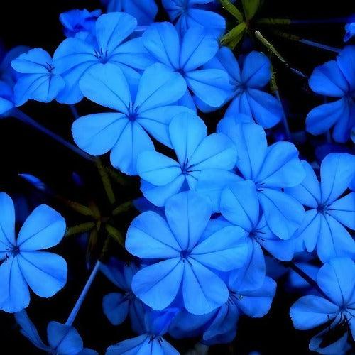 Blue Jasmine & Hedera Fragrance Oil - The Fragrance Room