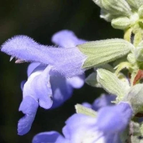 Blue Sage & Tonka Fragrance Oil - The Fragrance Room