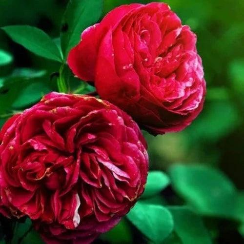 Bulgarian Rose Fragrance Oil - The Fragrance Room