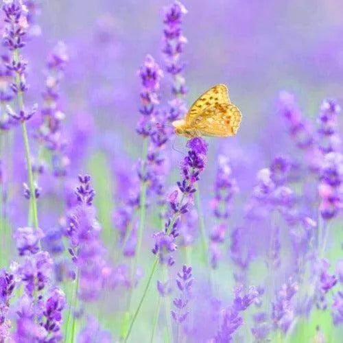 Calm & Relax Fragrance Oil - The Fragrance Room